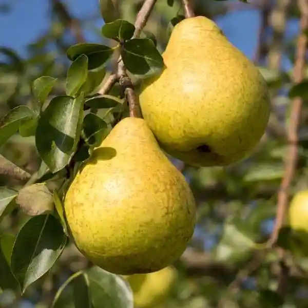 أشجار الكمثرى