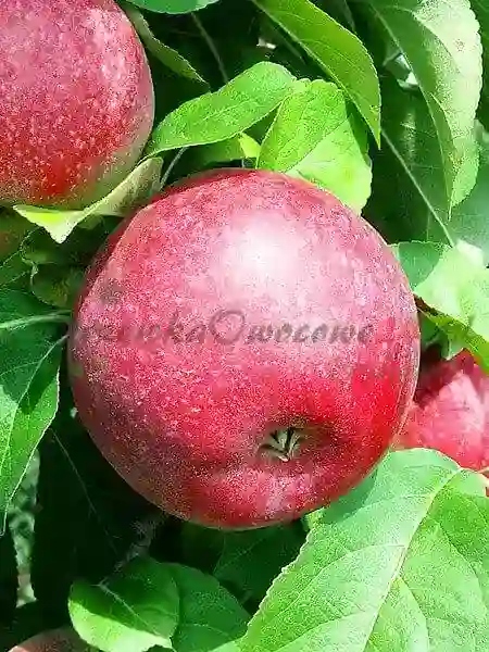 أشجار التفاح